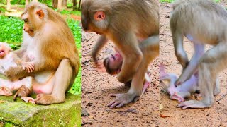 The mother monkey deny milk for little baby monkey many times [upl. by Jennine]