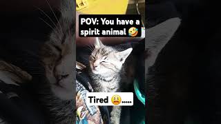 Spirit animal anyone 🤣 cat family catsfamily kitten cute [upl. by Bryanty]