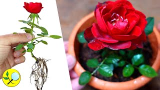 ✽ Cómo Cultivar ROSAS a partir de Esquejes 🌹 [upl. by Darin]