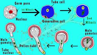 Microgametogenesis  Germination of pollen grain amp Development of male gametes in plants Animated [upl. by Lenz946]