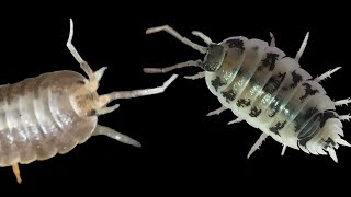 Milkbacks and Dairy Cows Can Interbreed but are NOT Porcellio laevis [upl. by Ariella750]