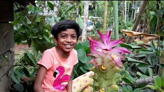 Wild turmeric flower  The most beautiful flower that bloomed in our backyard [upl. by Weslee109]