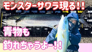 【大阪湾】モンスターサワラが現れた！！青物もサゴシも釣れちゃう沖堤防♪【釣りガール】 [upl. by Dnaltruoc]