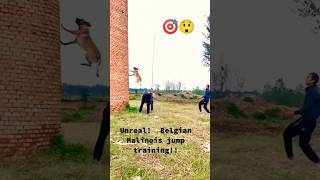 Omg The Belgian shepherd dog Jump dog [upl. by Porte]