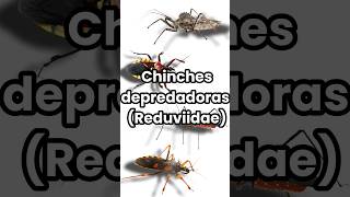 Hoy te platico de las chinches Reduviidae reduviidae chinches fyp shorts insectosybichos lunes [upl. by Gnas]