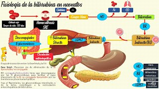 Ictericia neonatal Fisiológica y patológica👶 PEDIATRÍA [upl. by Ynned369]