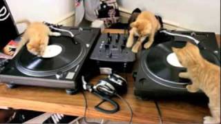 DJ Kittens Scratching away on Decks [upl. by Aerdno]