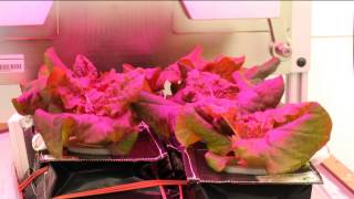 Space Station Live Gardening in Space [upl. by Nosydam]