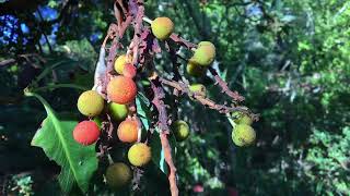 Pacific Madrone  Arbutus menziesii  Part 2 Multicolored Berries [upl. by Blinnie]