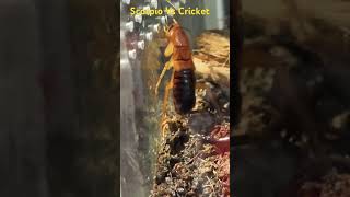 scorpio cricket scorpione grillo Vs feeding [upl. by Atalanta]