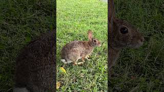 A Cottontail Family In Our Garden Part Five A Garden Friend nature easterncottontail cottontails [upl. by Enyaht]