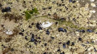 Baby Barnacles Feeding [upl. by Louisette]