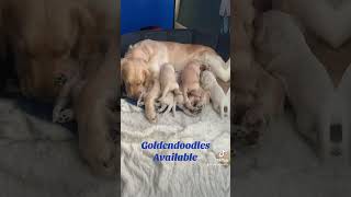 Goldendoodle puppies [upl. by Ellerd]