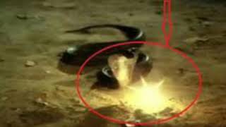 Snake manikka kal ராஜ நாகத்தின் மாணிக்க கல் [upl. by Tori]