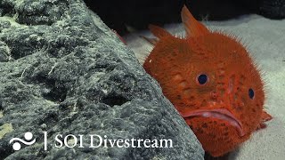 Seamount SFX Deep  SOI Divestream 640  Part 2 [upl. by Kurtzig889]