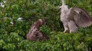 Sloth Vs Young Harpy Eagle  Sloth Fights Back [upl. by Nosimaj]