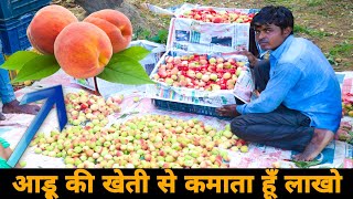 आडू़ 🍑की खेती कैसे करें  How to do Peach Farming in India  आडू़ की खेती के बारे मे पूरी जानकारी [upl. by Klotz612]