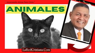 🔴 SIGNIFICADO de SOÑAR con COCODRILOS  PERROS  GATOS  P Pedro Carrillo LaRedCristianacom [upl. by Shelton]