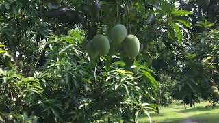 Langra and Himsagar  Maldar is the famous mango  মালদার বিখ্যাত আম [upl. by Evanne]