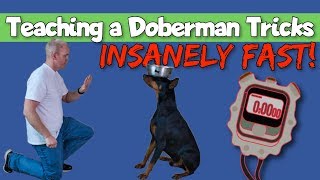 How to Teach Tricks to a Doberman Insanely Fast [upl. by Charmaine]