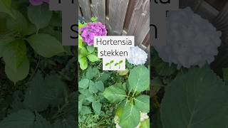 Zelf hortensia’s stekken 🌺 super makkelijk en leuk hortensia moestuin milieuvriendelijk [upl. by Lazar]