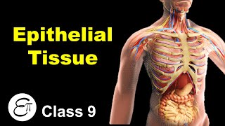 Epithelial Tissue and its Types  Animal Tissues Part 2  in Hindi for Class 9 [upl. by Ahsinel90]