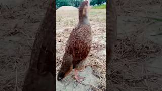 Dakhni Madi ki khubsurat awaaz birds shortvideo bird [upl. by Annola]