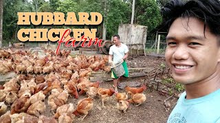 HARVESTING HUBBARD CHICKEN EGG POULTRY HARVEST HUBBARD CHICKEN VARIETY BIG CHICKEN [upl. by Chance]