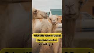 Scientific name of Camel 🐪🐪 ll Camelus dromedari ll One Humped Camel ll Animals husbandry mcq ll [upl. by Yancy]