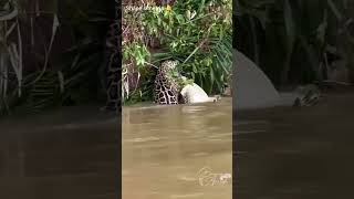 jacaré amostradim onça cuidou na passagem no rio Pantanal matogrossense [upl. by Neron]