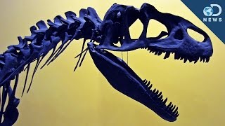 Is The Next Mass Extinction Finally Here [upl. by Nidorf413]