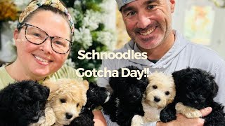 Mini Schnoodle Litter Goes home  Gotcha Day Schnoodle Puppies [upl. by Montford]