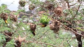 Weaver birds build nests [upl. by Rebeca]