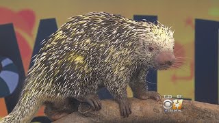 Wild Wednesday PrehensileTailed Porcupine [upl. by Vashtee]