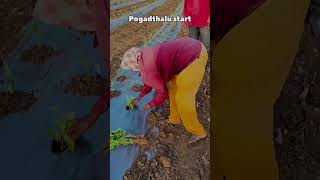 Maa Babai mamulodu kaadhu sir vammo farmer farming funny trending shorts [upl. by Peih]