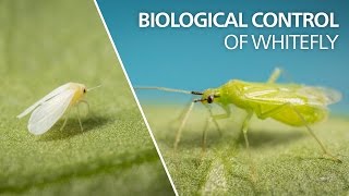 Biological control of whitefly  Macrolophus pygmaeus [upl. by Desberg16]