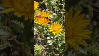 Life of beetles on flowers🌸 naturelovers nature satisfying wildlife flowers beetles fyp [upl. by Deirdra]