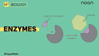 Enzymes  Biology  Class 11  Noon [upl. by Shelba]