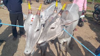 Jodugatte cattle fair market every sunday AGRIANIMALS [upl. by Barnie]