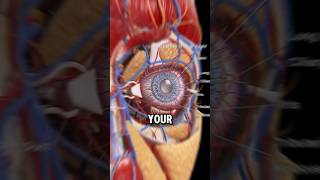 FACTS YOU HAVENT HEARD ABOUT YOUR EYES health food fact nutrition [upl. by Akkimat315]