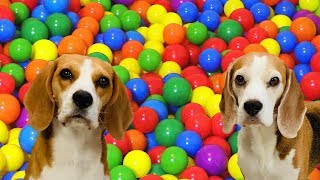 Turned my House into a BALL PIT  Happy Dogs Louie and Marie [upl. by Zoubek]