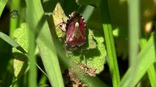 PUNAISE des BaiesPrintempsDolycoris baccarum  BRUITX [upl. by Harlan]