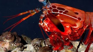 The Superpowers of a Mantis Shrimp 🦐 [upl. by Ettenor]