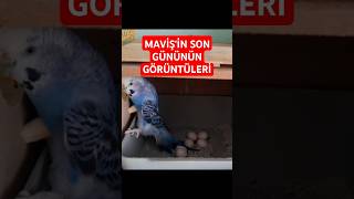 Mavişin Aramızdan Ayrılmadan Önceki Son Görüntüleri  shorts parrot birds muhabbetkuşu [upl. by Toombs]