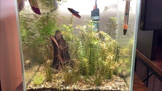 Walstad style nano cube set up shorts  No filter No CO2 No ferts [upl. by Hanauq261]