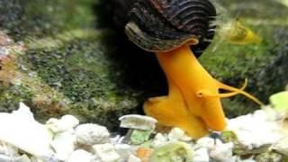 Orange Elephant snail Tylomelania sp Yellow and its Proboscis [upl. by Ritter731]