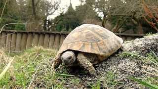 Griechische Landschildkröte 48 Jahre 26kg Gewicht [upl. by Bannerman]