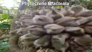 Phytocrene Bracteata Super Rare Fruit From Borneo [upl. by Ednutey]