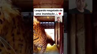 Batalha do Leopardo assustado escapou na guerra [upl. by Atikahc]