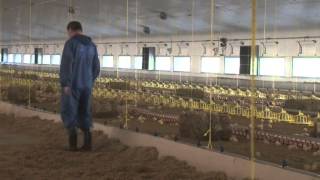 Poultry Production  Frogmary Green Farm [upl. by Oreste]